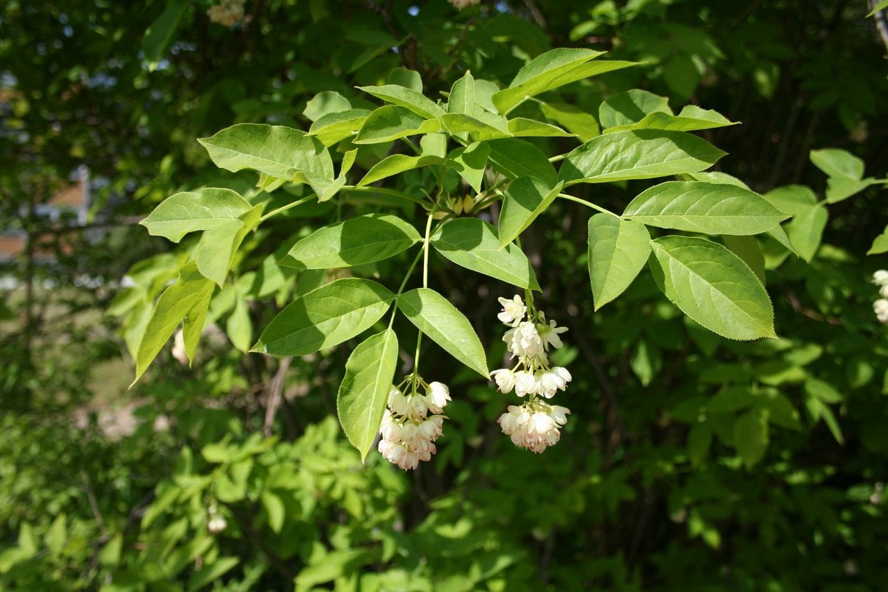 Staphylea pinnata